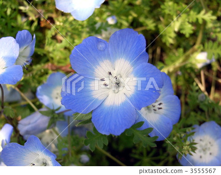 Nemophila · inignis blue 3555567