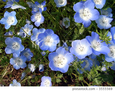 Nemophila · inignis blue 3555569