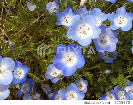Nemophila·inignis藍色 3555570