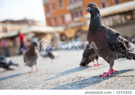 Pigeons in a city 3555850