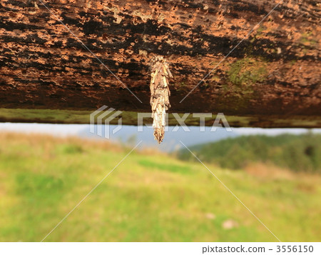 蓑蛾 幼蟲 昆蟲 3556150