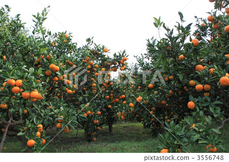 Satsuma Mandarins – Marmalade Grove