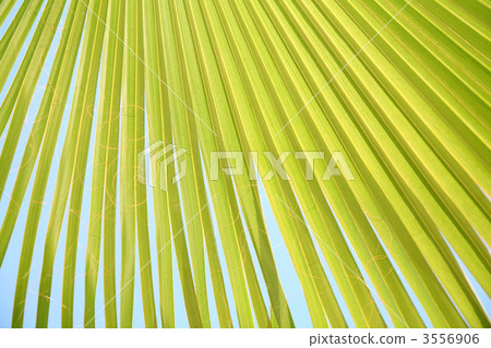 palm leaf palm leaf 3556906