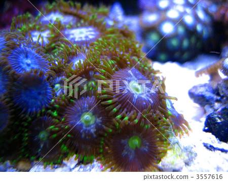 Mamesna Mamesna 3557616