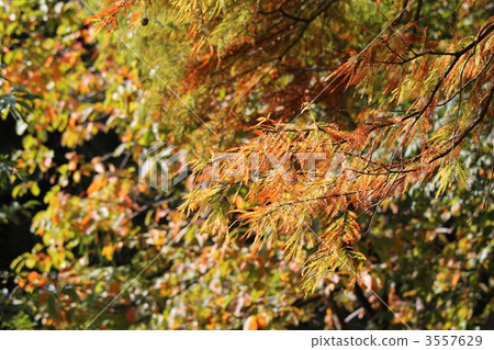 Rakushou (falling pine) Rakushou (falling pine) 3557629