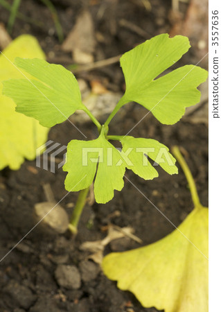 Gingko seedlings Gingko seedlings 3557636
