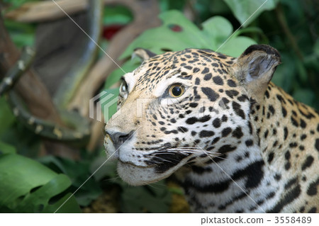 leopard leopard 3558489