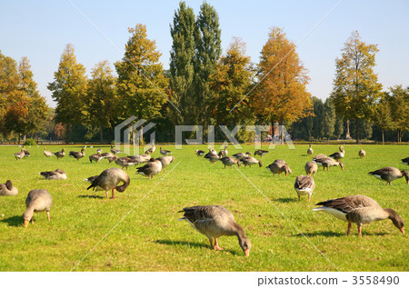flock of ducks on to the meadow 3558490
