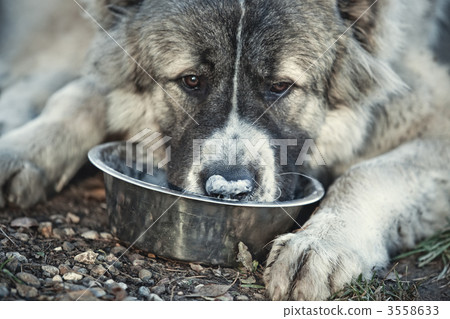 Caucasian shepherd dog eating 3558633