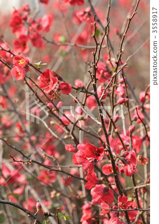 模糊的鮮花 3558917