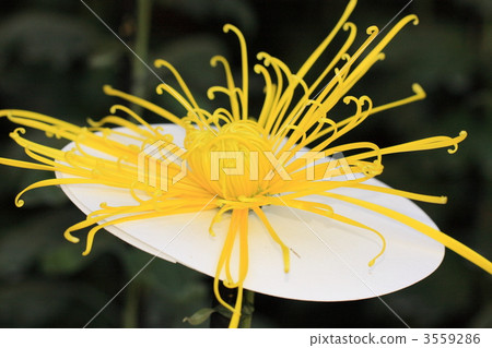 chrysanthemum, chrysanth, bloom 3559286