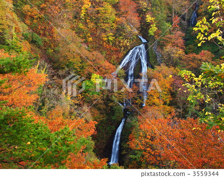 Autumnal leaves Nanatsu Falls Autumnal leaves Nanatsu Falls 3559344