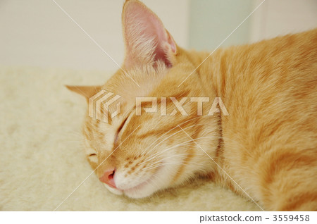 During a nap 3559458