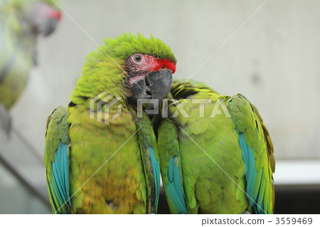 Scarlet macaw Scarlet macaw 3559469