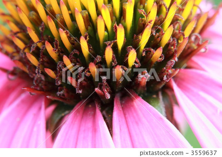 purple burren guk, echinacea purpurea, echinacea 3559637