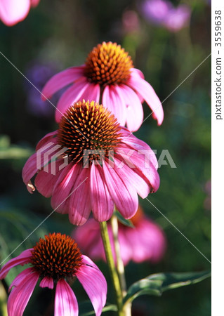 echinacea, echinacea purpurea, purple burren guk 3559638