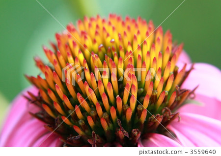 echinacea, echinacea purpurea, purple burren guk 3559640