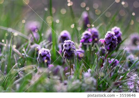 purple dead nettle, purple deadnettle, bloom 3559646