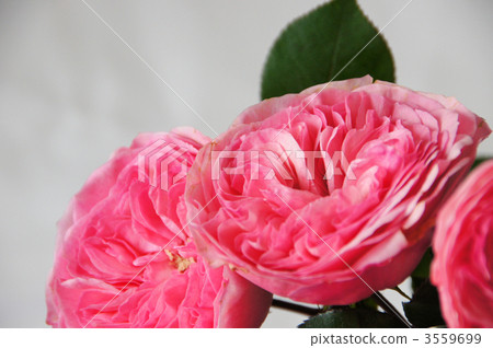 Maria Theresia Maria Theresia 3559699