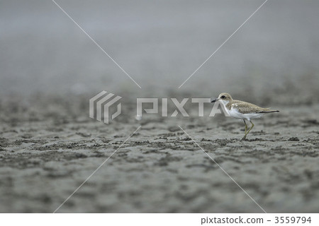 Fresh omelette Fresh omelette 3559794