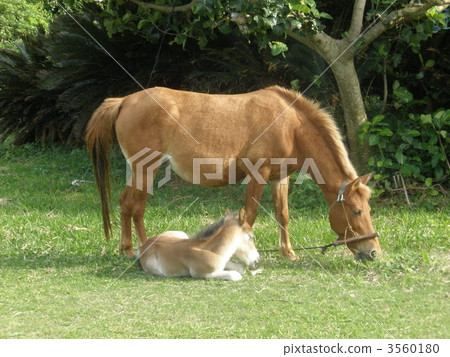 馬父母和孩子 3560180