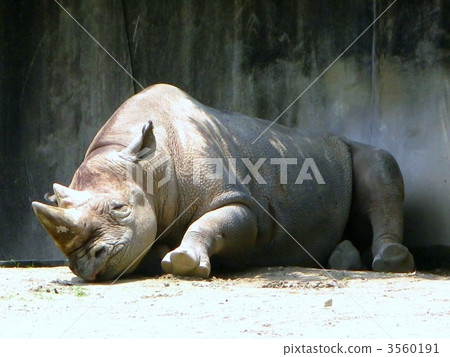 黑犀牛 睡著 睡覺 3560191