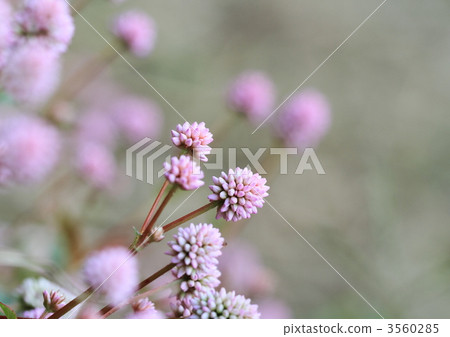 A group of crimson soba (Himpi soba) 3560285