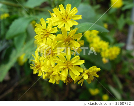 Yellow flower of Yaxishi Yellow flower of Yaxishi 3560722
