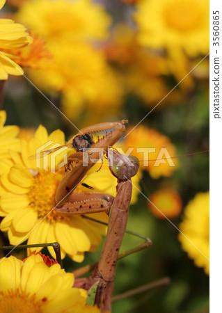螳螂吃蜜蜂和菊花 3560865