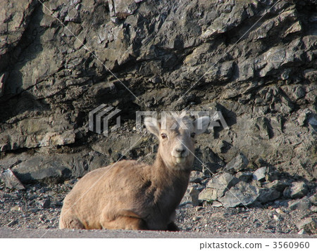 羊角大角羊 3560960