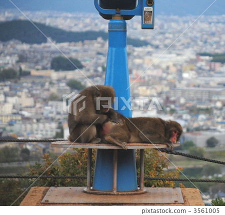 A monkey A monkey 3561005