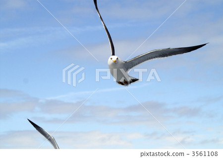 海鷗 鷗 鳥兒 3561108