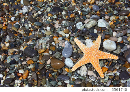 Starfish on stone seacoast 3561740