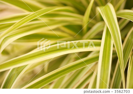 吊蘭 吊蘭 3562703