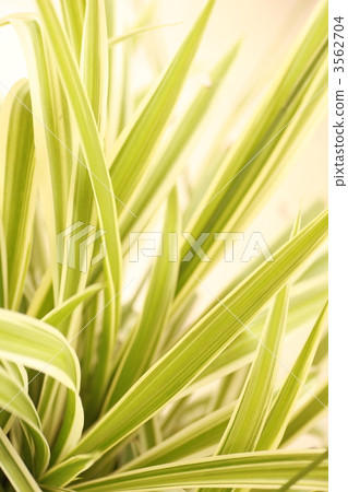 吊蘭 吊蘭 3562704