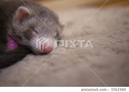 Sleeping ferret 3562990