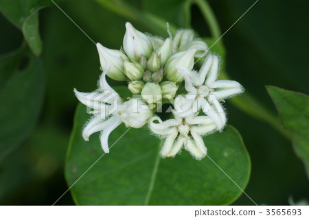 rough potato, bloom, blossom 3565693