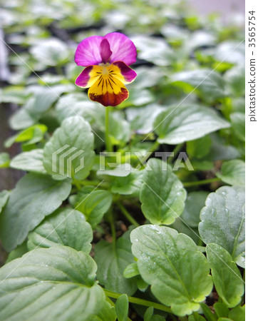 開花的中提琴 開花的中提琴 3565754