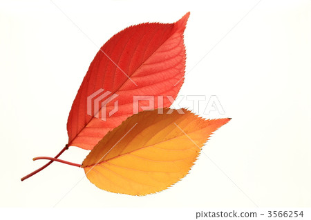 Autumn colors Autumn colors 3566254