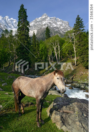 Horse in the Himalayas 3566364