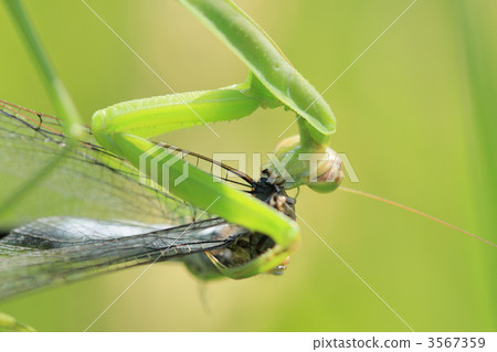 Up mantis to eat male of Shiokaratombo 3567359