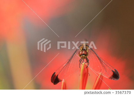 Konoshimetorbo stopping on cluster amaryllis 3567370
