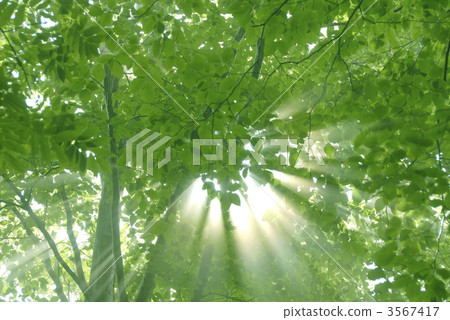 光線 光 陽光 3567417