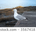 gull, gulls, sea gull 3567418