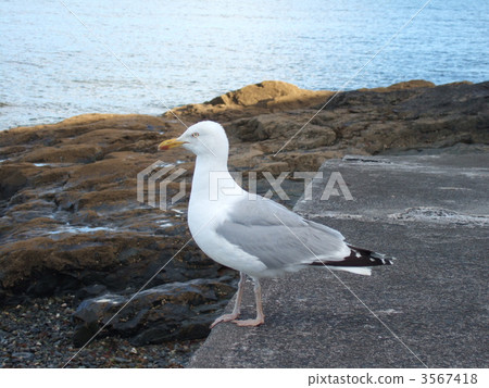 海鷗 鷗 鳥兒 3567418