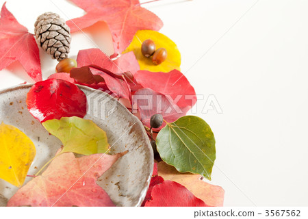 Late autumn image Late autumn image 3567562