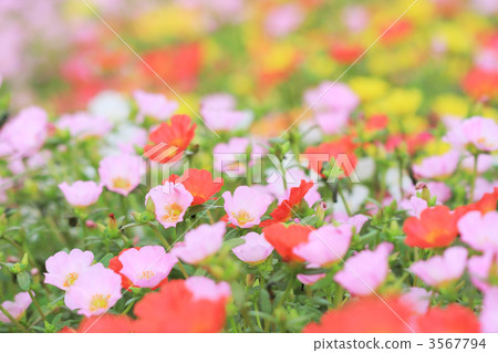 Porchula花園 3567794