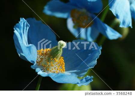 Mekonopushisu 3568248