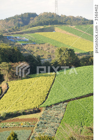 Western Hakone Vegetable 3568402