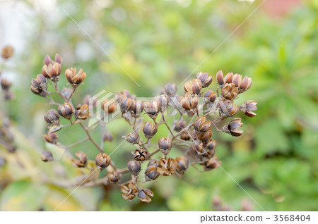 Pearly cedar pod 3568404